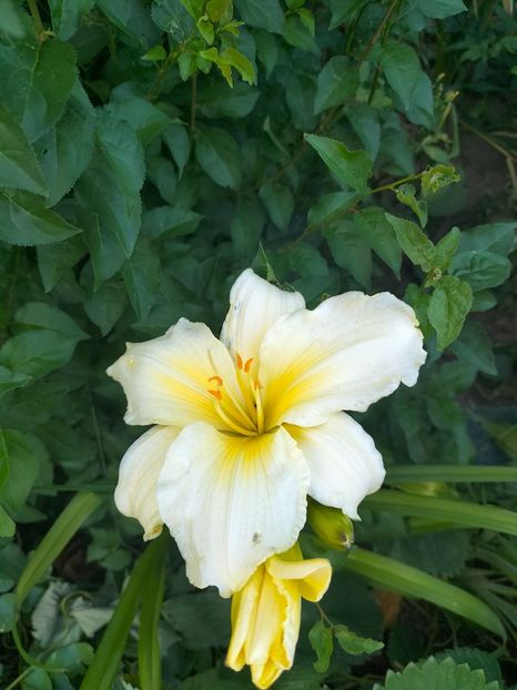 IMG20250701195621 - Anul 2025