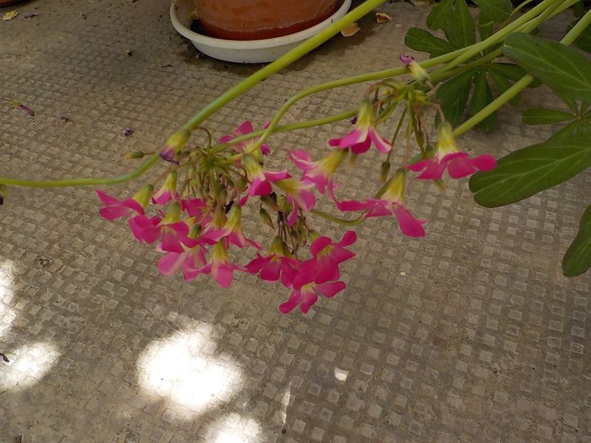  - oxalis adenophylla