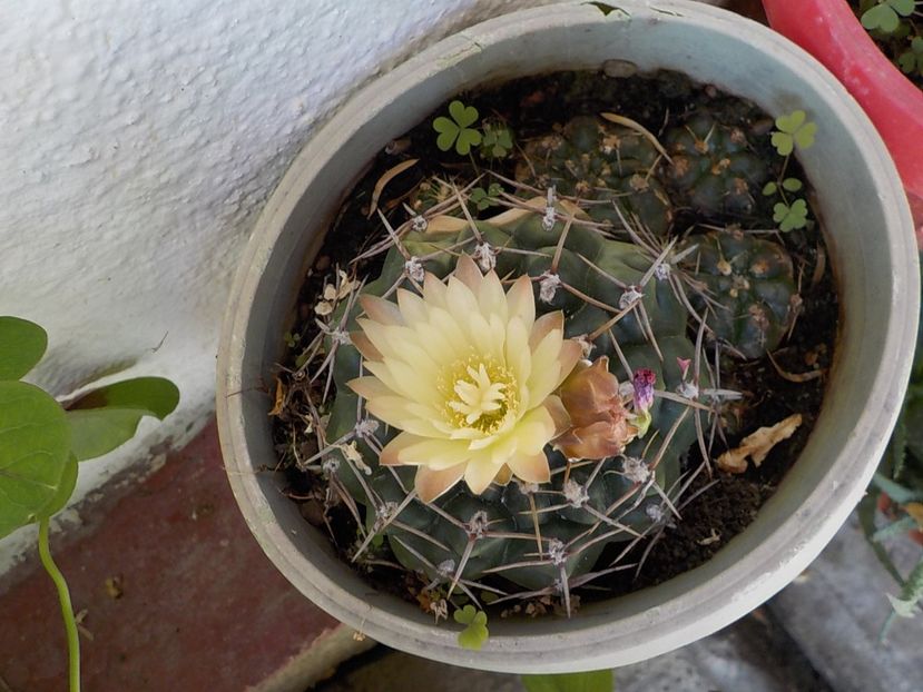  - Genul Gymnocalycium