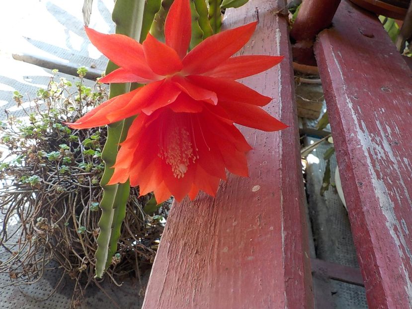  - Genul Epiphyllum