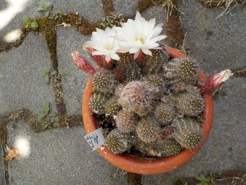  - chamacereus hibrid