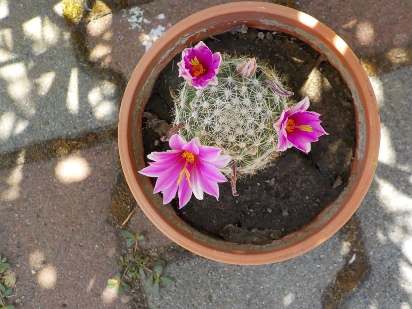  - mammillaria spinosisima