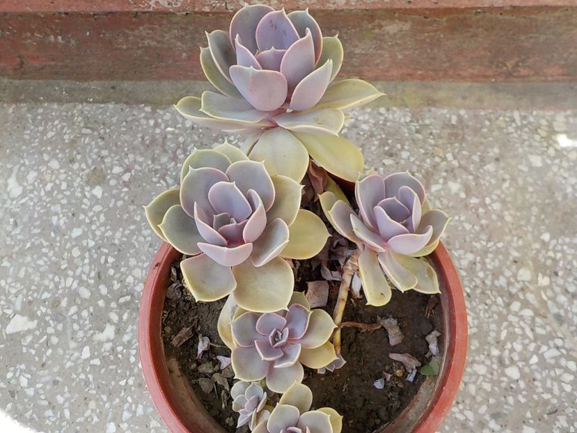  - echeveria perle von nurnberg