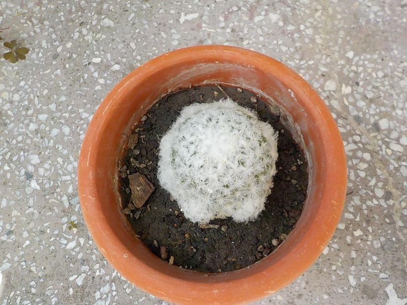  - mammillaria plumosa