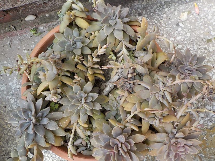  - graptopetalum paraguyense