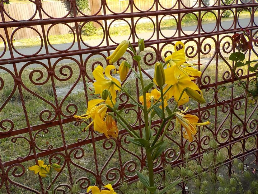  - golden splendour