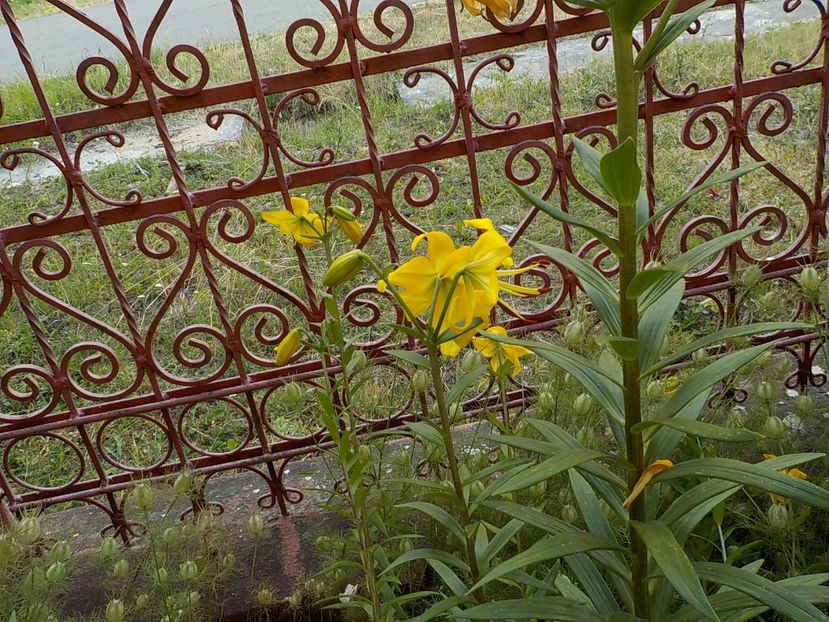  - golden splendour