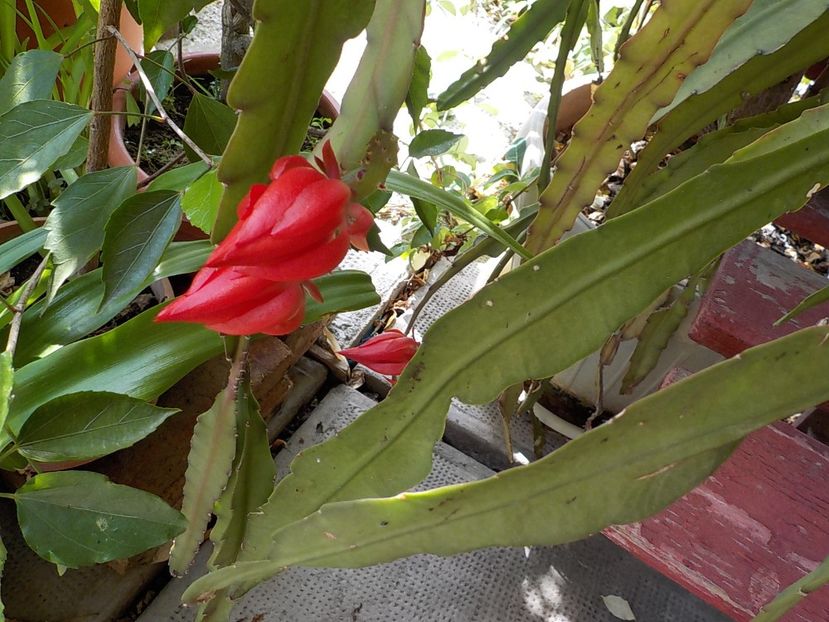  - Genul Epiphyllum