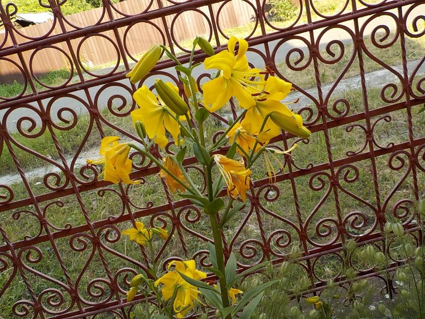  - golden splendour