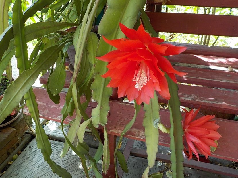  - Genul Epiphyllum