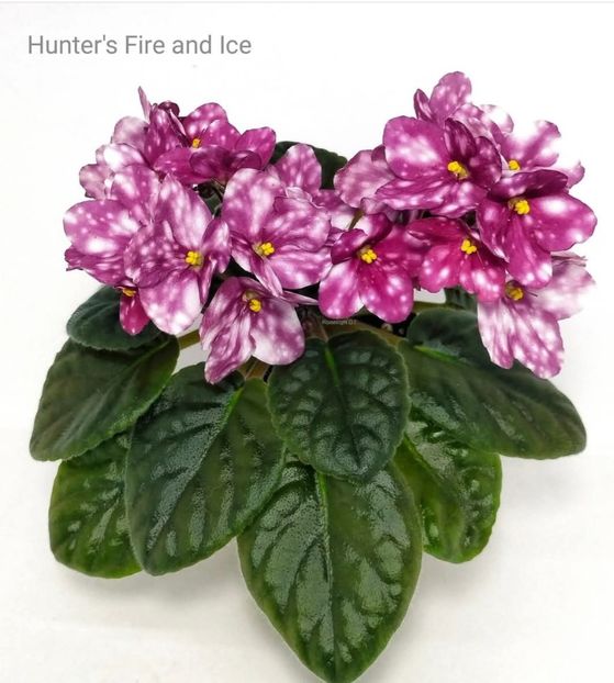 Poza net - Hunter s Fire and Ice