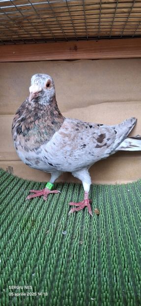  - Nu îmi aparțin 9