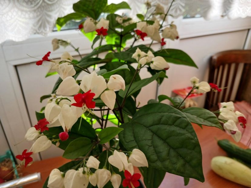  - Clerodendrum Thomsoniae