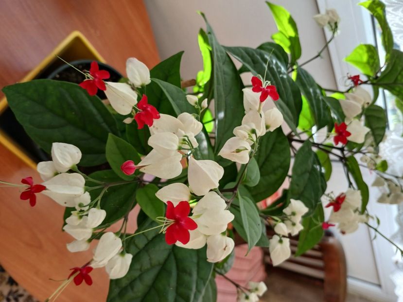  - Clerodendrum Thomsoniae