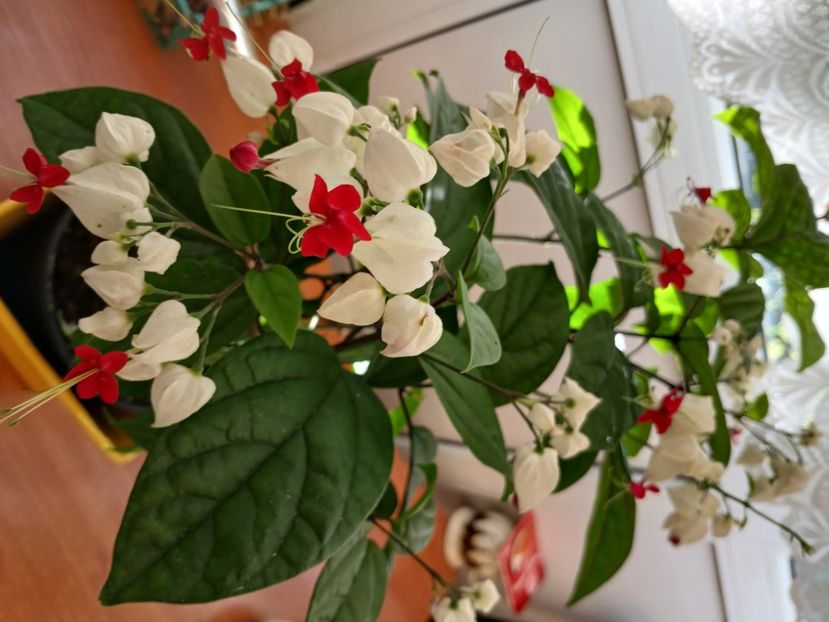  - Clerodendrum Thomsoniae