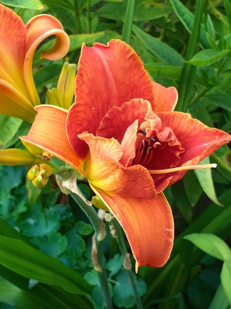  - 0001 HEMEROCALLIS - DELPHINUM