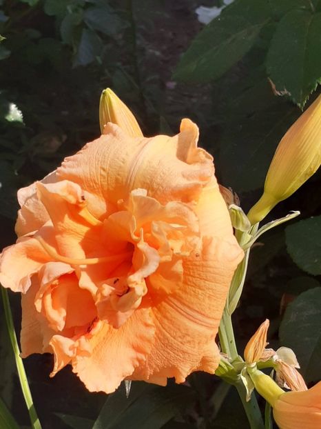  - 0001 HEMEROCALLIS - DELPHINUM