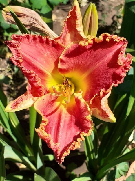  - 0001 HEMEROCALLIS - DELPHINUM