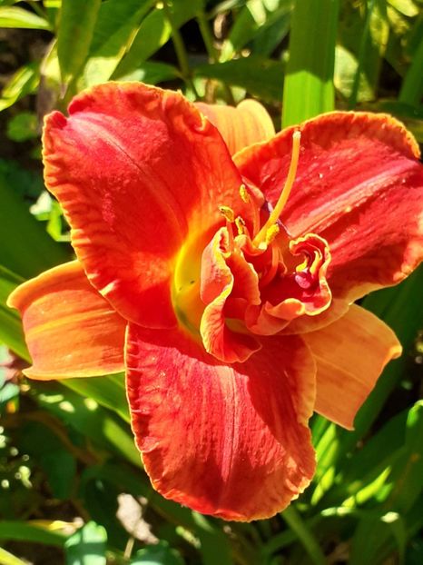  - 0001 HEMEROCALLIS - DELPHINUM