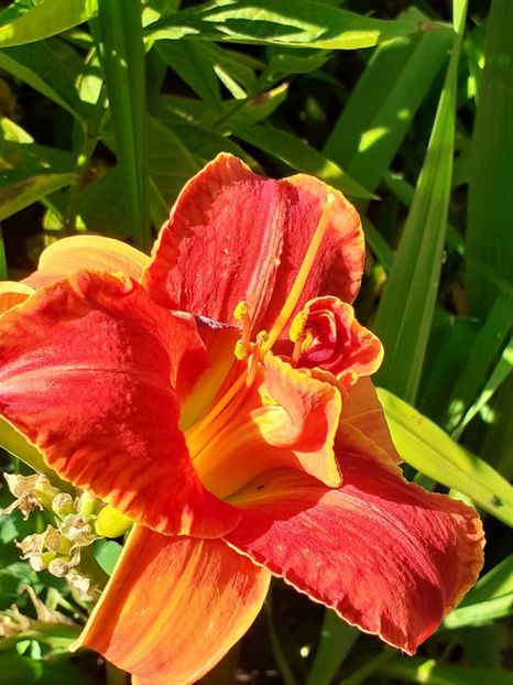  - 0001 HEMEROCALLIS - DELPHINUM