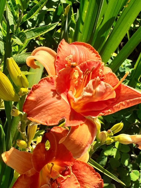  - 0001 HEMEROCALLIS - DELPHINUM