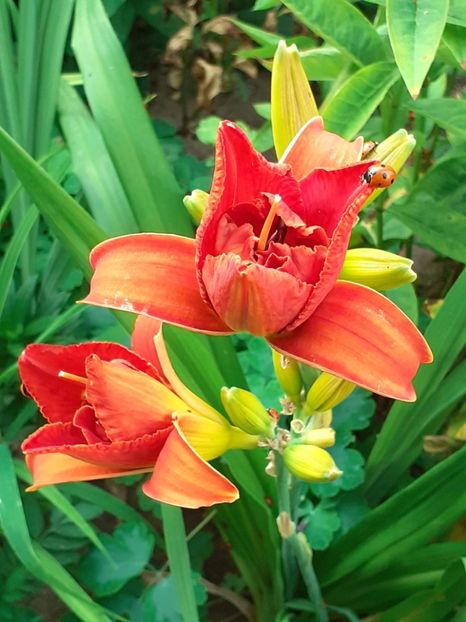  - 0001 HEMEROCALLIS - DELPHINUM