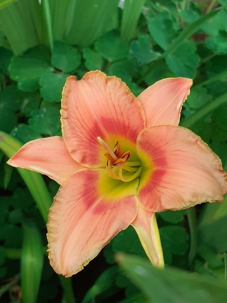  - 0001 HEMEROCALLIS - DELPHINUM