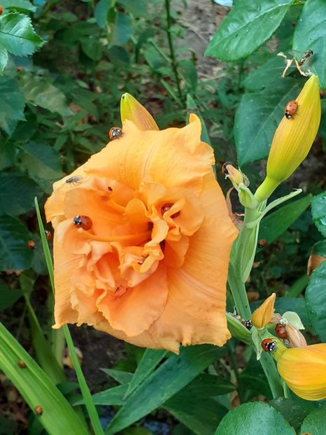  - 0001 HEMEROCALLIS - DELPHINUM