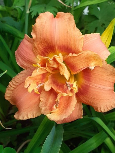  - 0001 HEMEROCALLIS - DELPHINUM