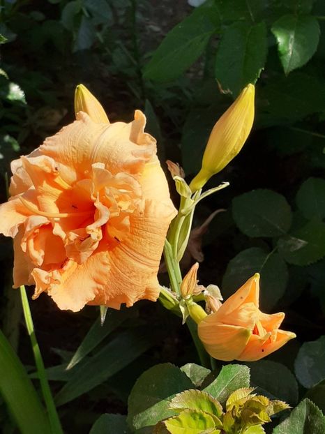  - 0001 HEMEROCALLIS - DELPHINUM