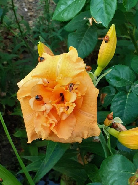  - 0001 HEMEROCALLIS - DELPHINUM