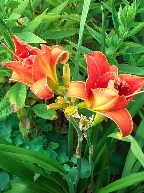  - 0001 HEMEROCALLIS - DELPHINUM