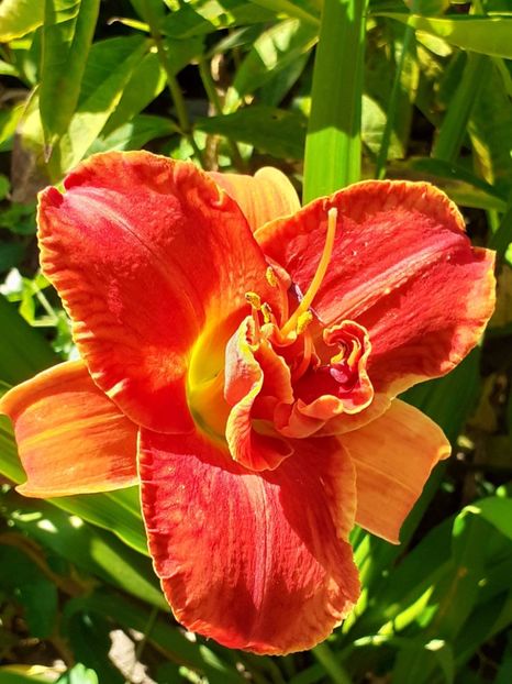  - 0001 HEMEROCALLIS - DELPHINUM