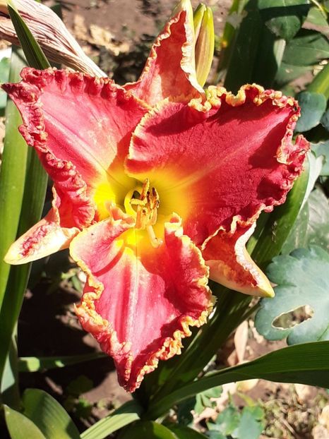  - 0001 HEMEROCALLIS - DELPHINUM