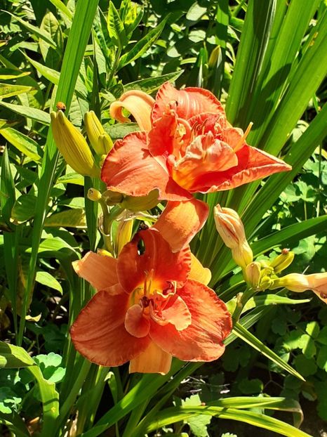  - 0001 HEMEROCALLIS - DELPHINUM