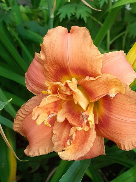  - 0001 HEMEROCALLIS - DELPHINUM