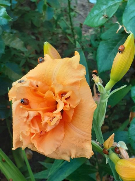  - 0001 HEMEROCALLIS - DELPHINUM