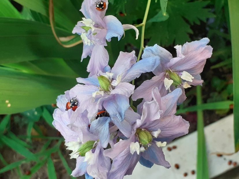  - 0001 HEMEROCALLIS - DELPHINUM