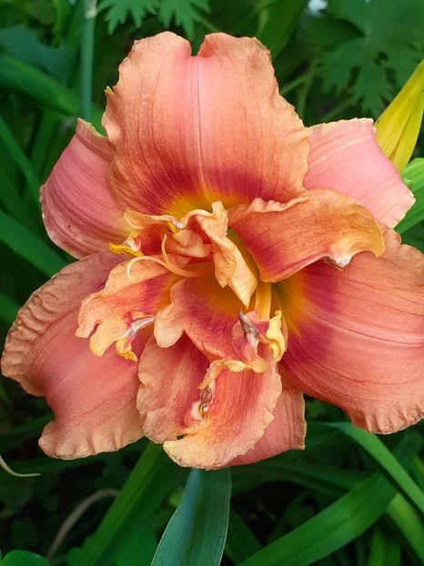  - 0001 HEMEROCALLIS - DELPHINUM