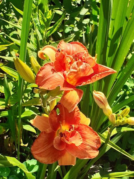  - 0001 HEMEROCALLIS - DELPHINUM