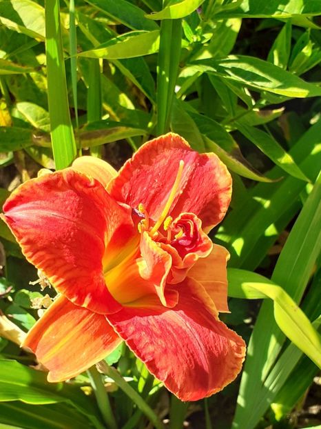  - 0001 HEMEROCALLIS - DELPHINUM