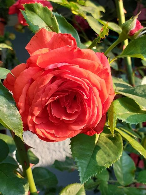  - 01 TRANDAFIRI 2025