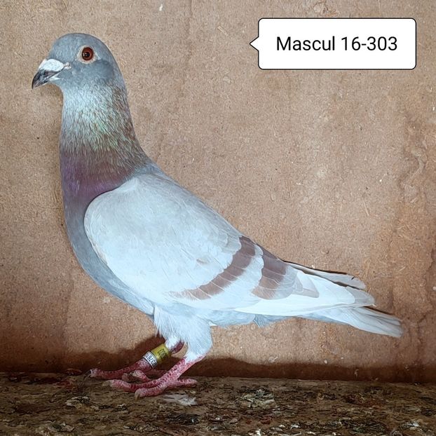 Mascul 16-303 - Argintiu