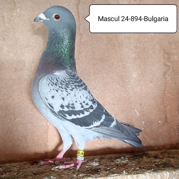Mascul 24-894 BG - Porumbei vanduti