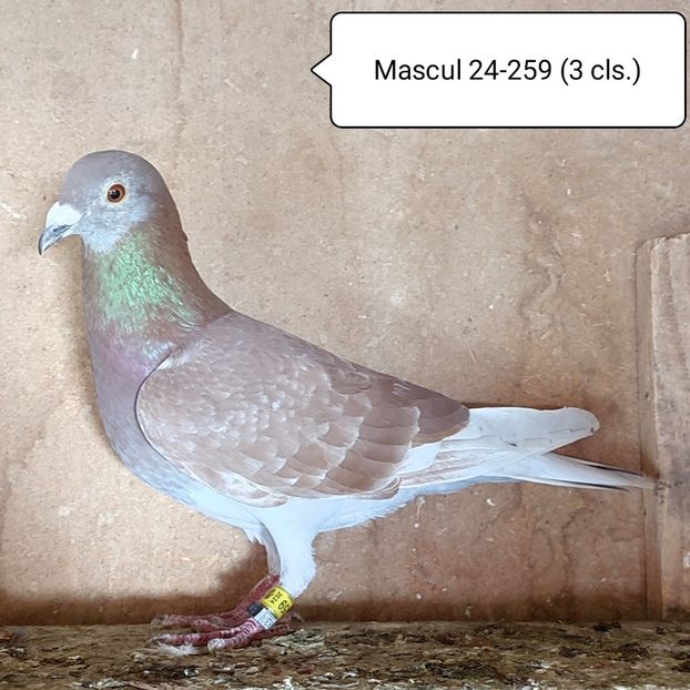 Mascul 24-259 - Porumbei vanduti