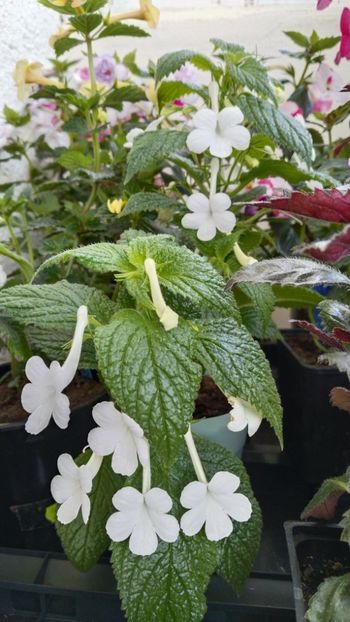  - 2025-GRANDIFLORA ALBA