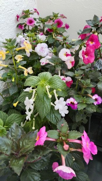  - 2025-GRANDIFLORA ALBA