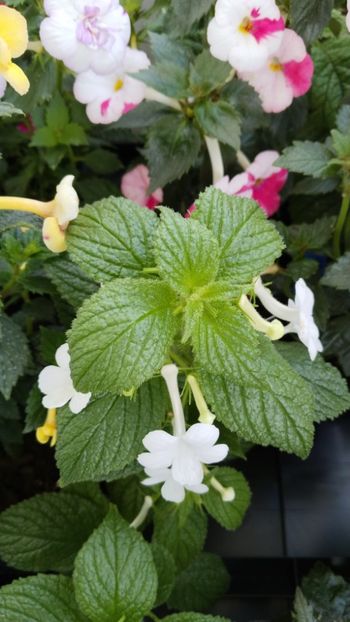  - 2025-GRANDIFLORA ALBA