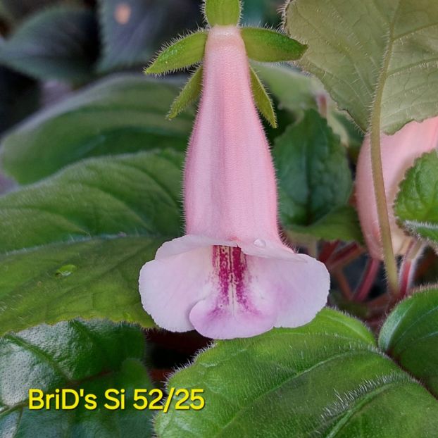 IMG.202507.02 - Sinningia din semințe hibrizi Dna Dietze 2025