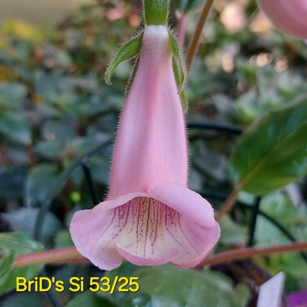 IMG-2025.07.02 - Sinningia din semințe hibrizi Dna Dietze 2025